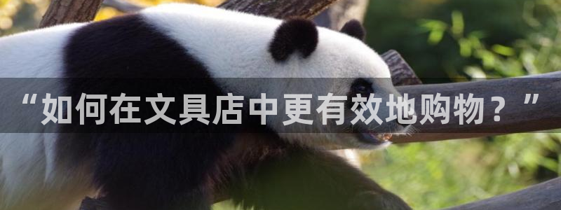 龙八国际app下载：“如何在文具店中更有